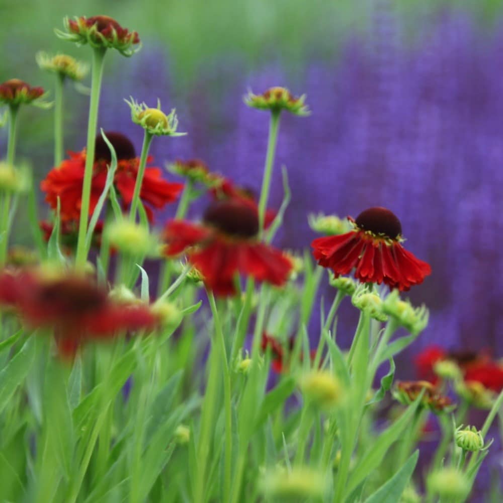 <i>Helenium</i> 'Ruby Thuesday'