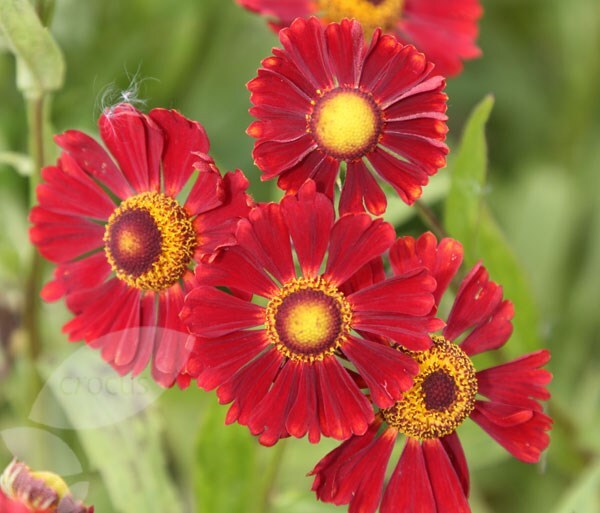 Helenium Ruby Thuesday