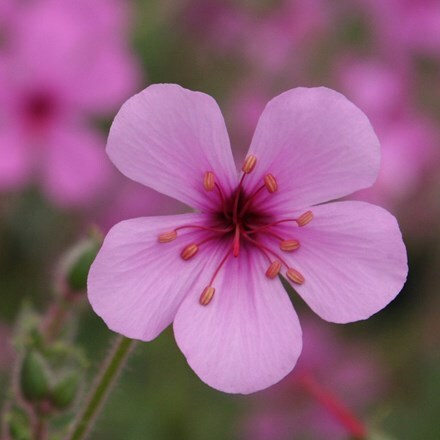 Geranium maderense