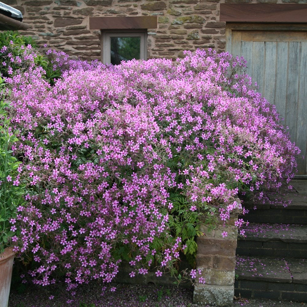 Product options image