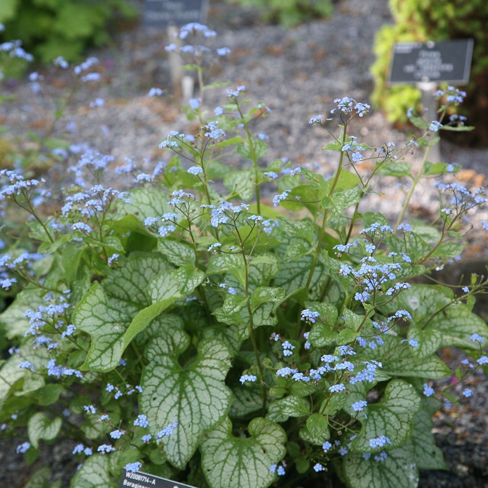 <I>Brunnera macrophylla</i> 'Jack Frost' (PBR)