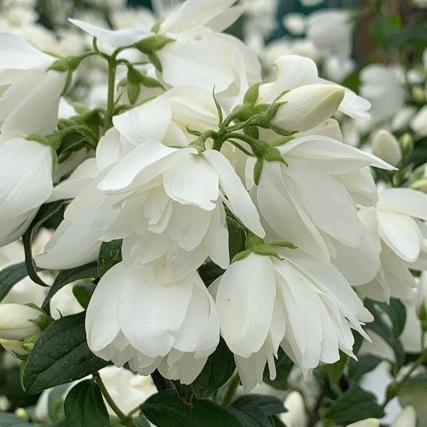 Philadelphus Snowbelle