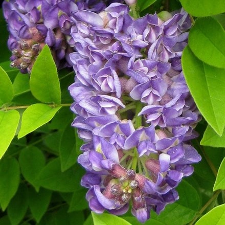 Picture of Wisteria frutescens Longwood Purple