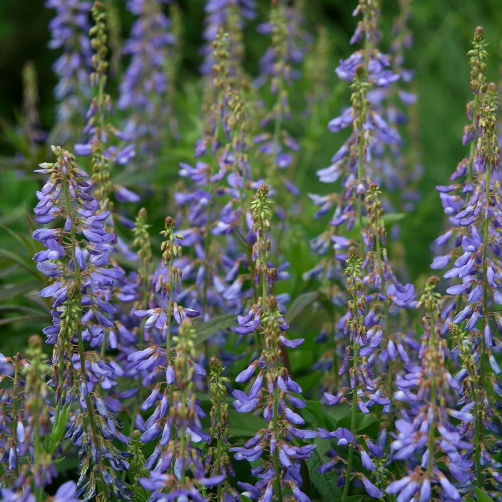 Product options image