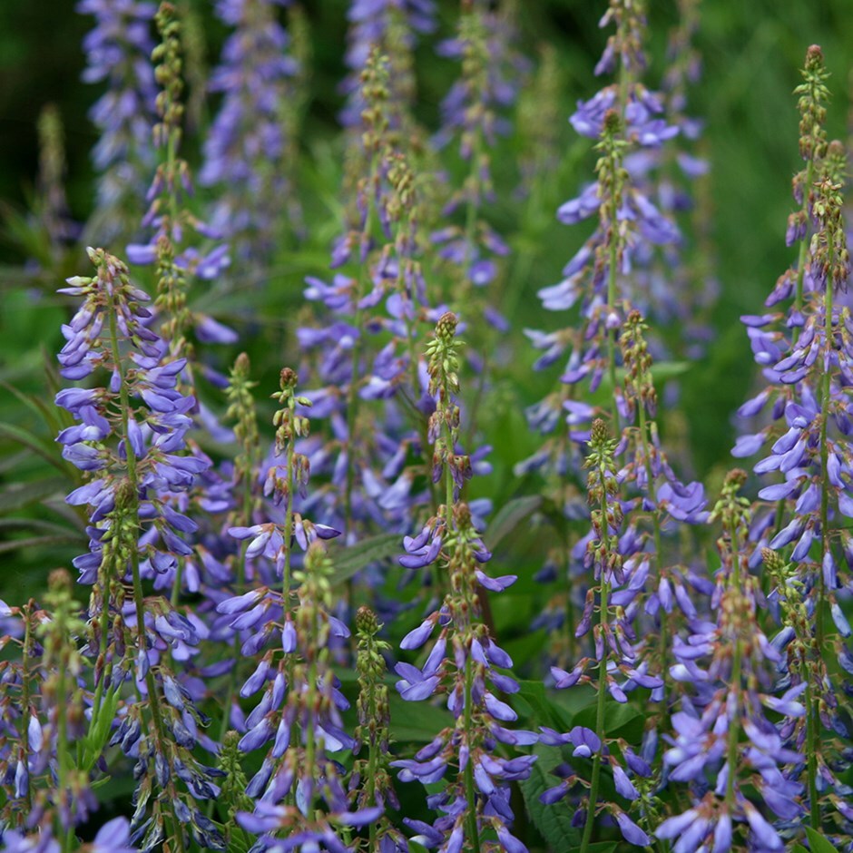 oriental goats rue