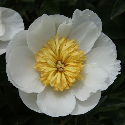 Paeonia lactiflora Krinkled White