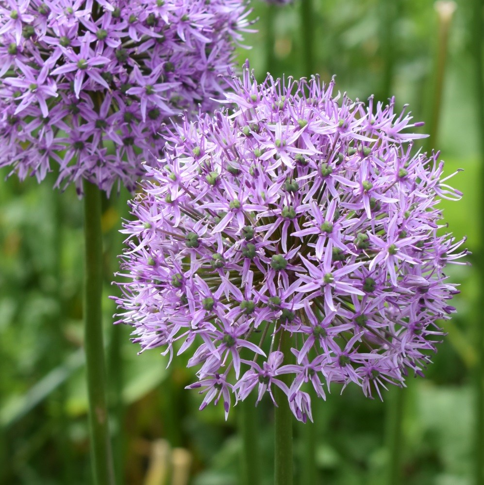 <i>Allium</i> 'Gladiator'