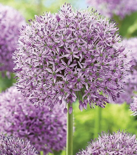 Allium Gladiator