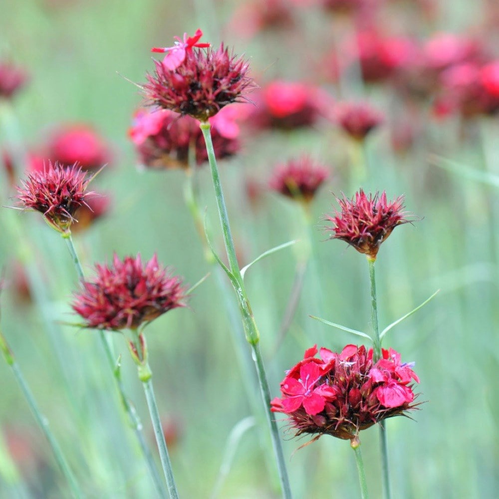 <i>Dianthus cruentus</i> 