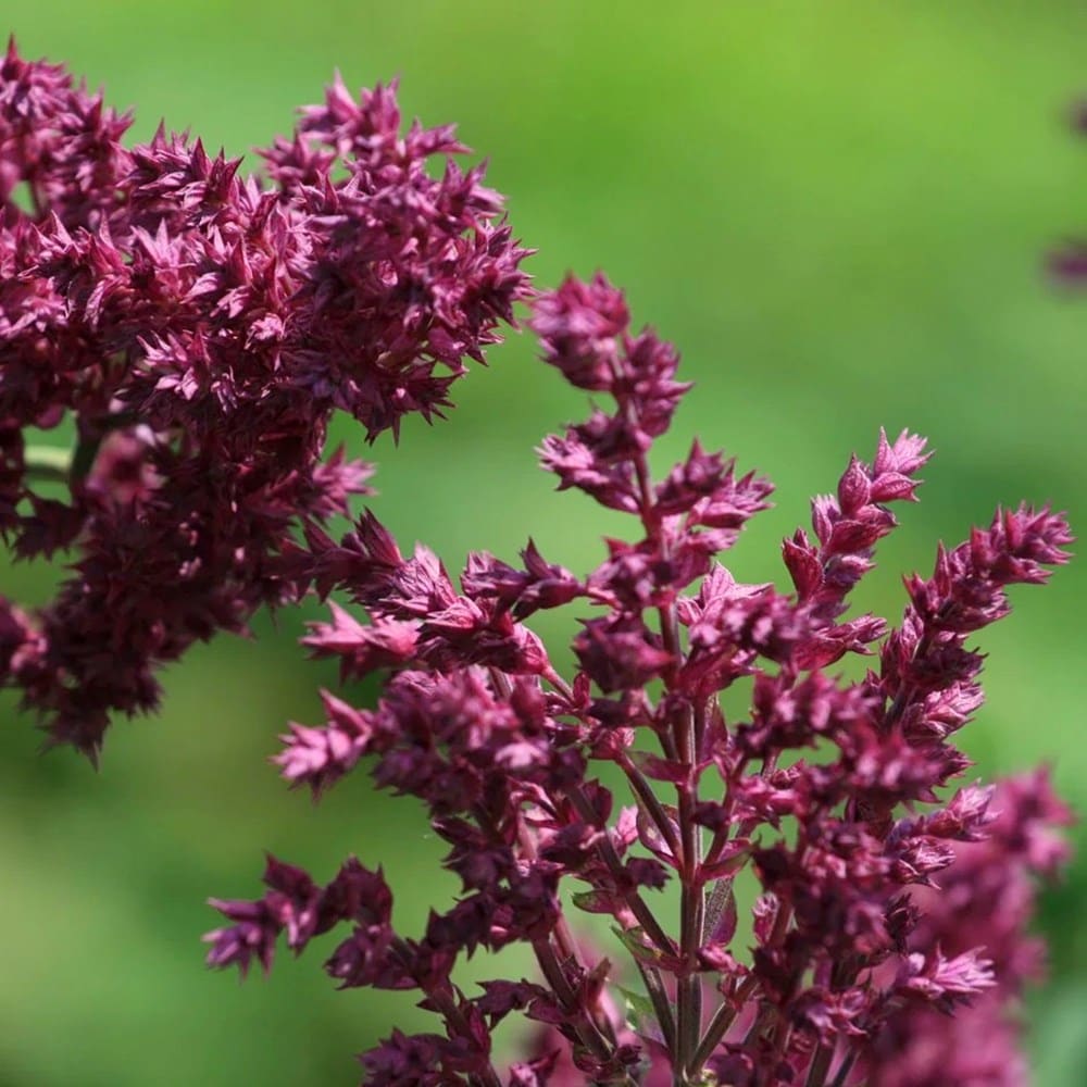 Product options image