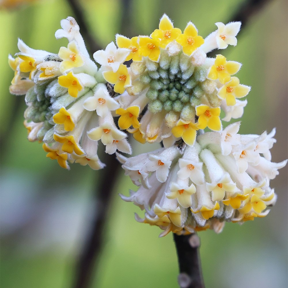 Product options image