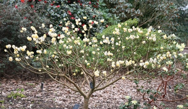 <i>Edgeworthia chrysantha</i> 