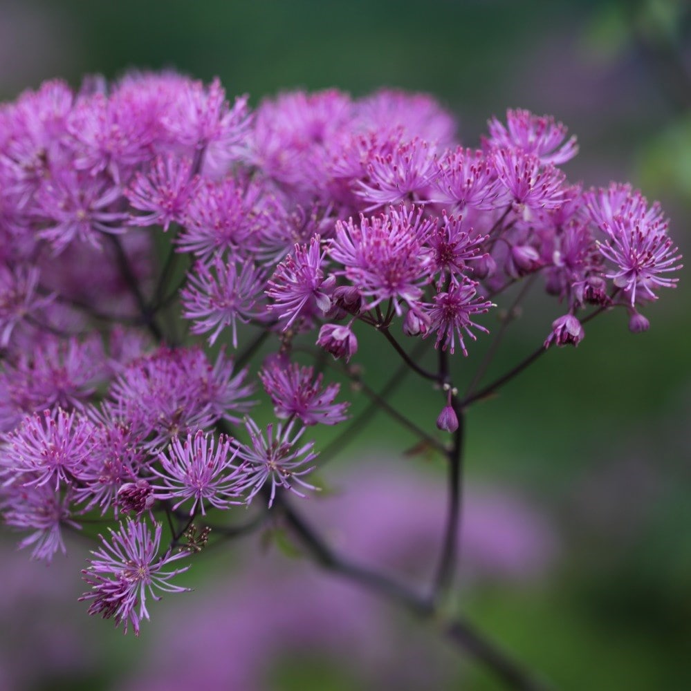 Product options image