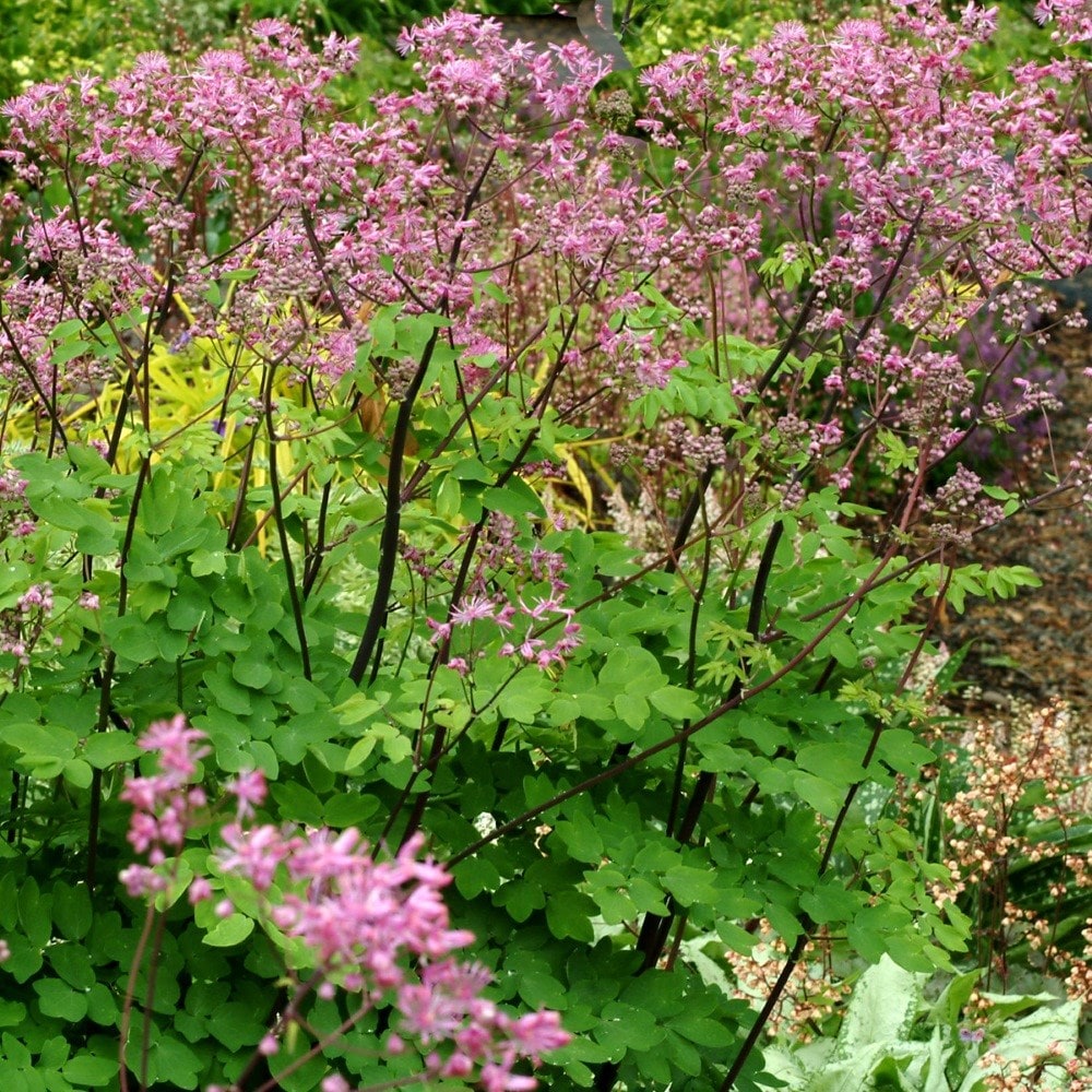 <i>Thalictrum</i> 'Black Stockings'