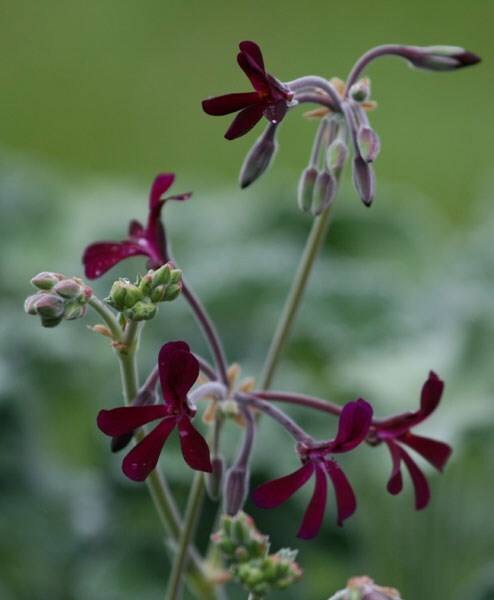 Pelargonium sidoides