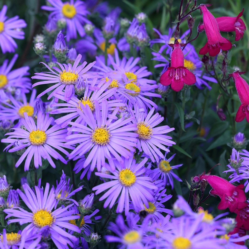 Product options image