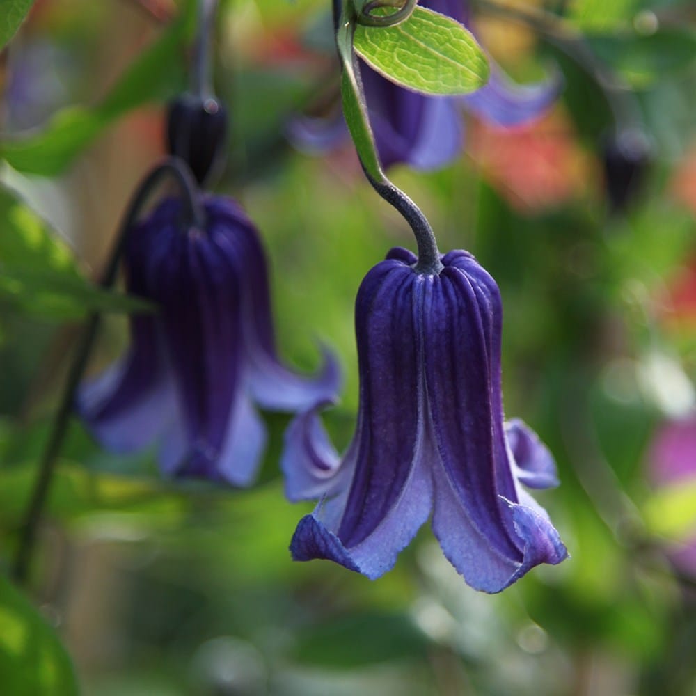 <i>Clematis</i> 'Rooguchi'