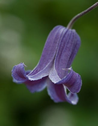 Clematis Rooguchi