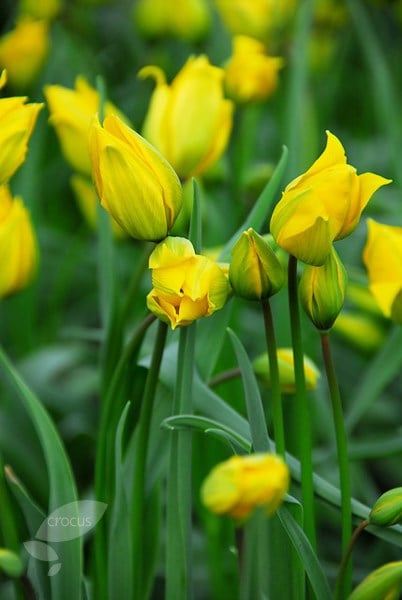 <i>Tulipa sylvestris</i> 