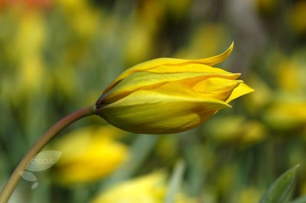 <i>Tulipa sylvestris</i> 