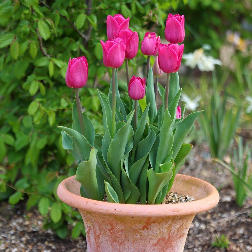 Product options image