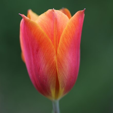Picture of Tulipa Veronique Sanson