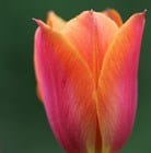 Find the perfect véronique sanson stock photo. Buy triumph tulip bulbs Tulipa Veronique Sanson: £2.49 Delivery by Crocus