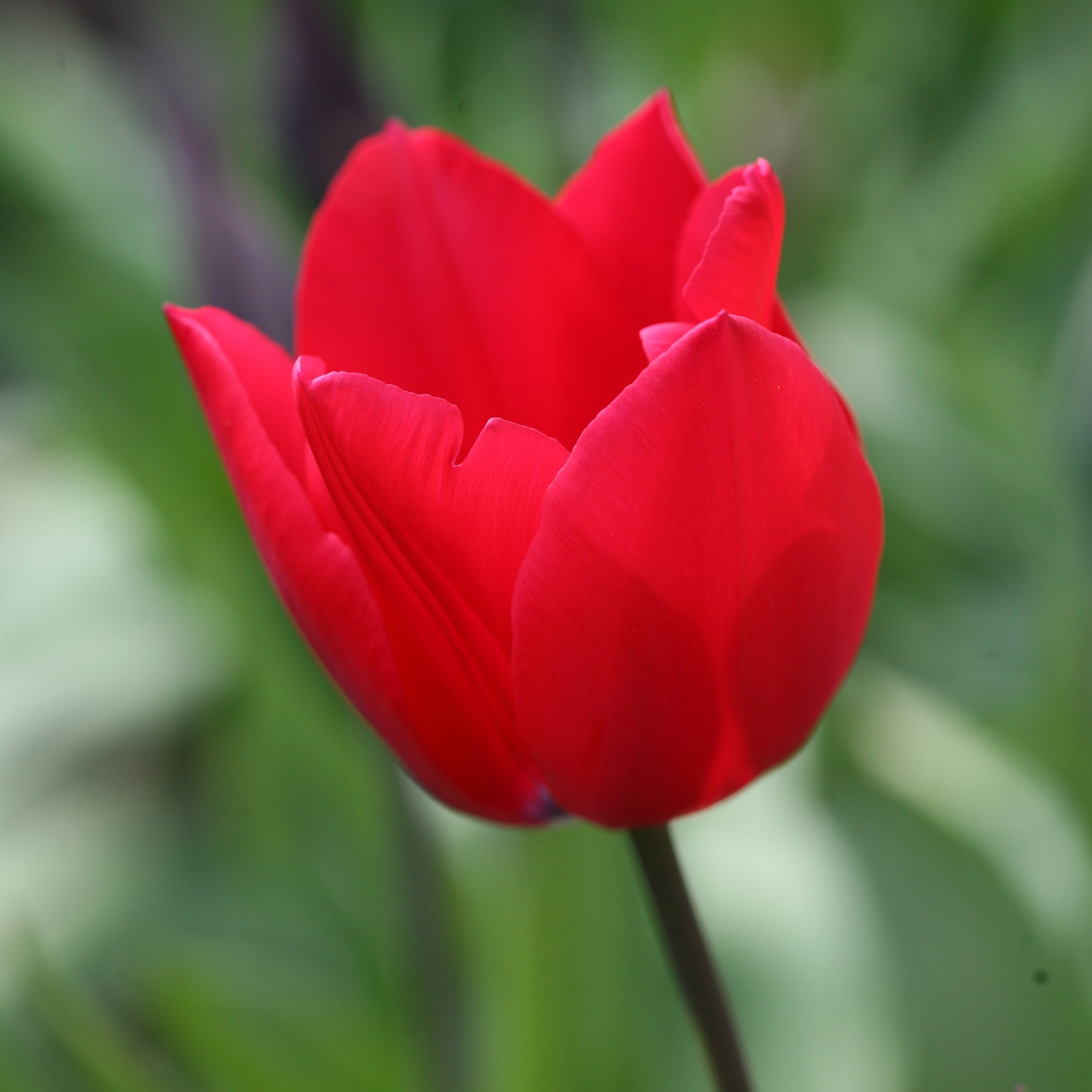 triumph tulip bulbs