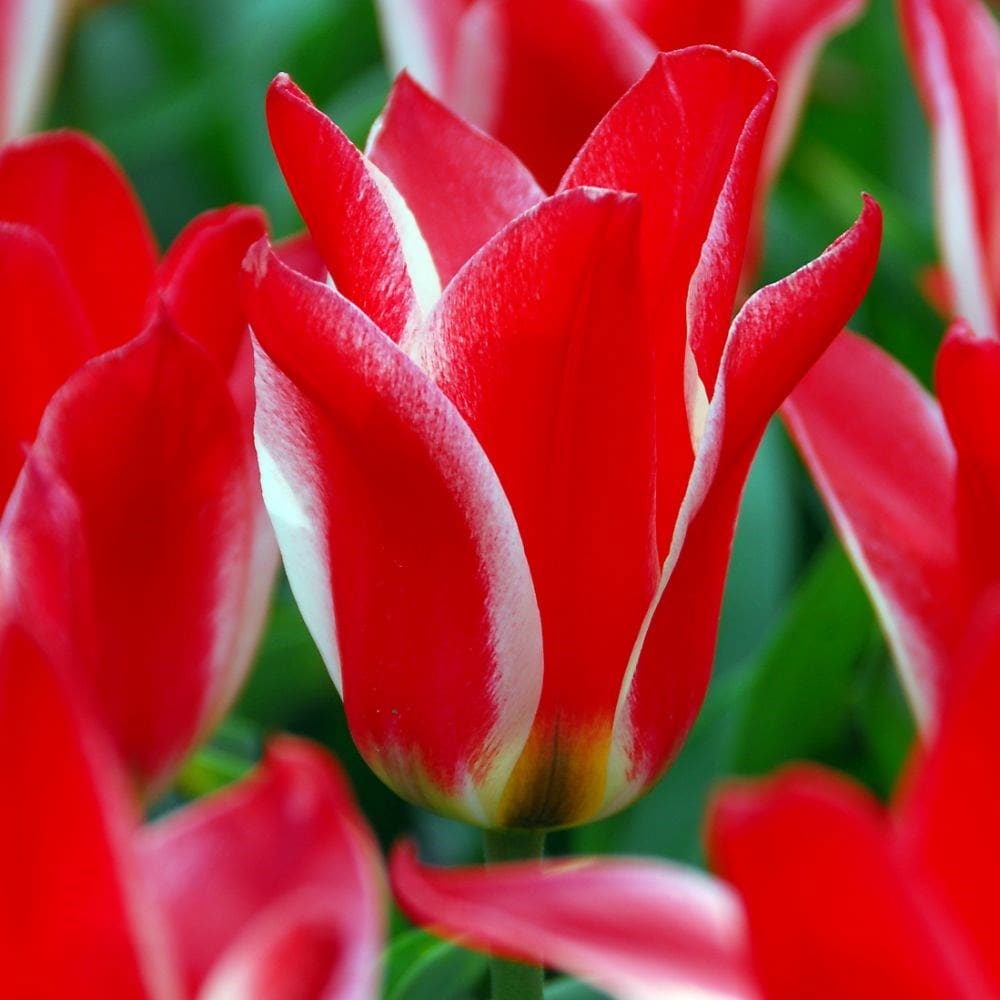 <i>Tulipa</i> 'Pinocchio'