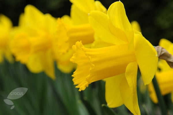 <i>Narcissus</i> 'Carlton'