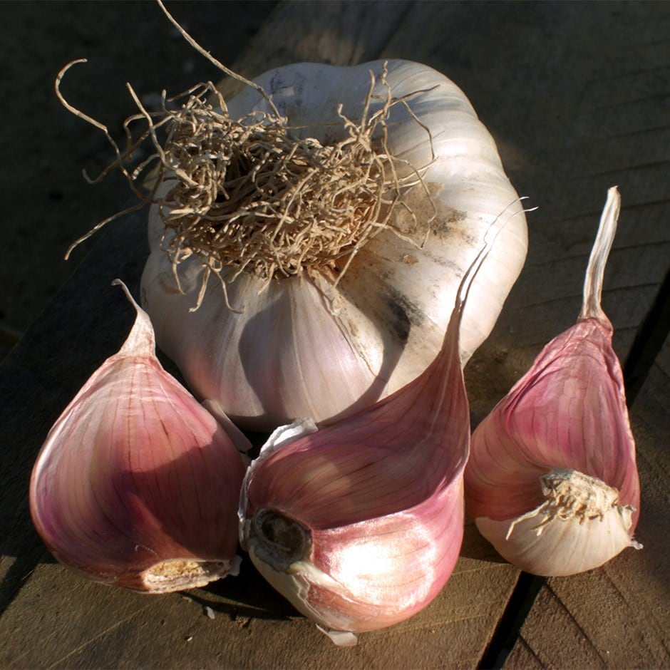 buy garlic softneck bulb garlic solent wight