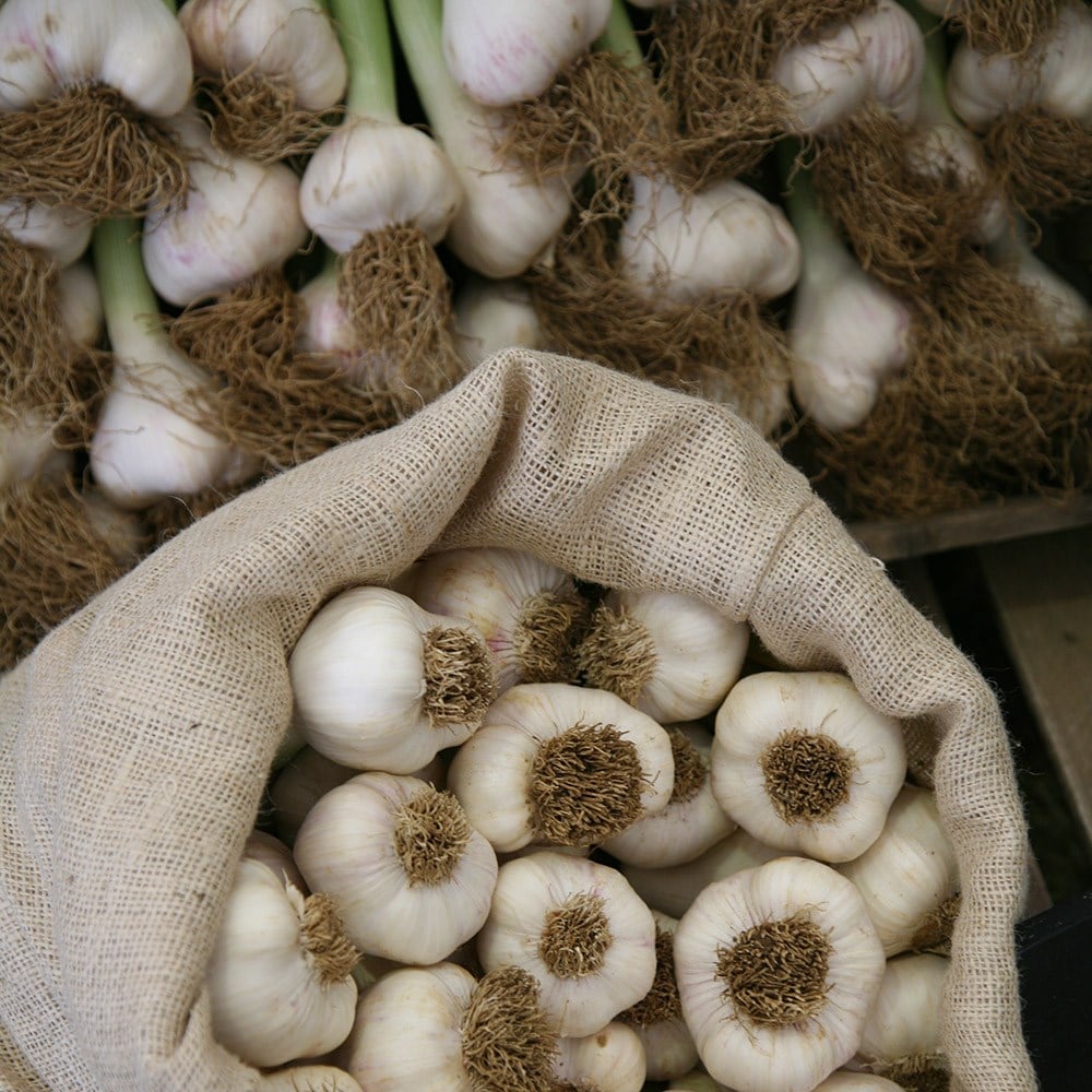 garlic 'Solent White'