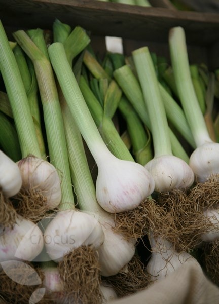 garlic Carcassonne Wight