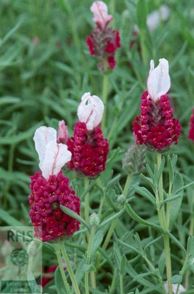 Lavandula stoechas subsp. stoechas f. rosea Kew Red