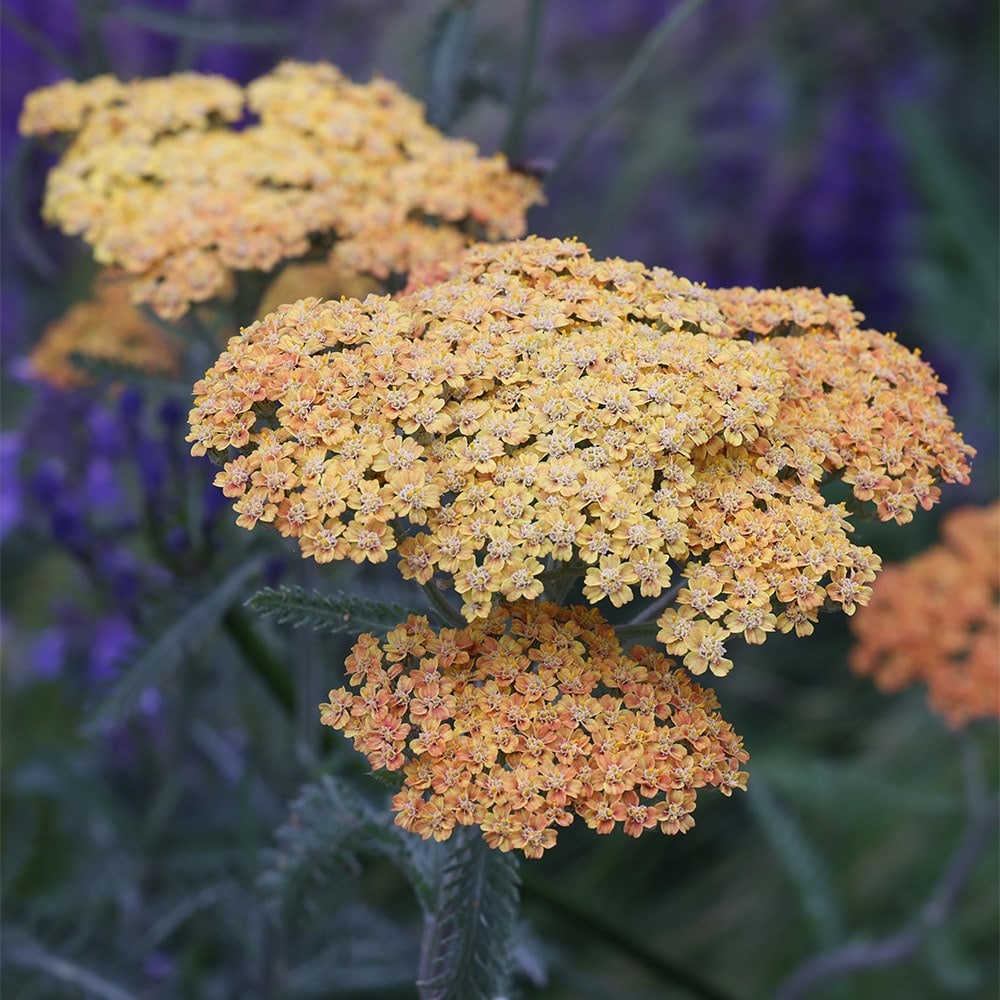 Buy yarrow Achillea Terracotta 4.49 Delivery by Crocus