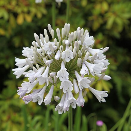 Picture of Agapanthus Windsor Grey