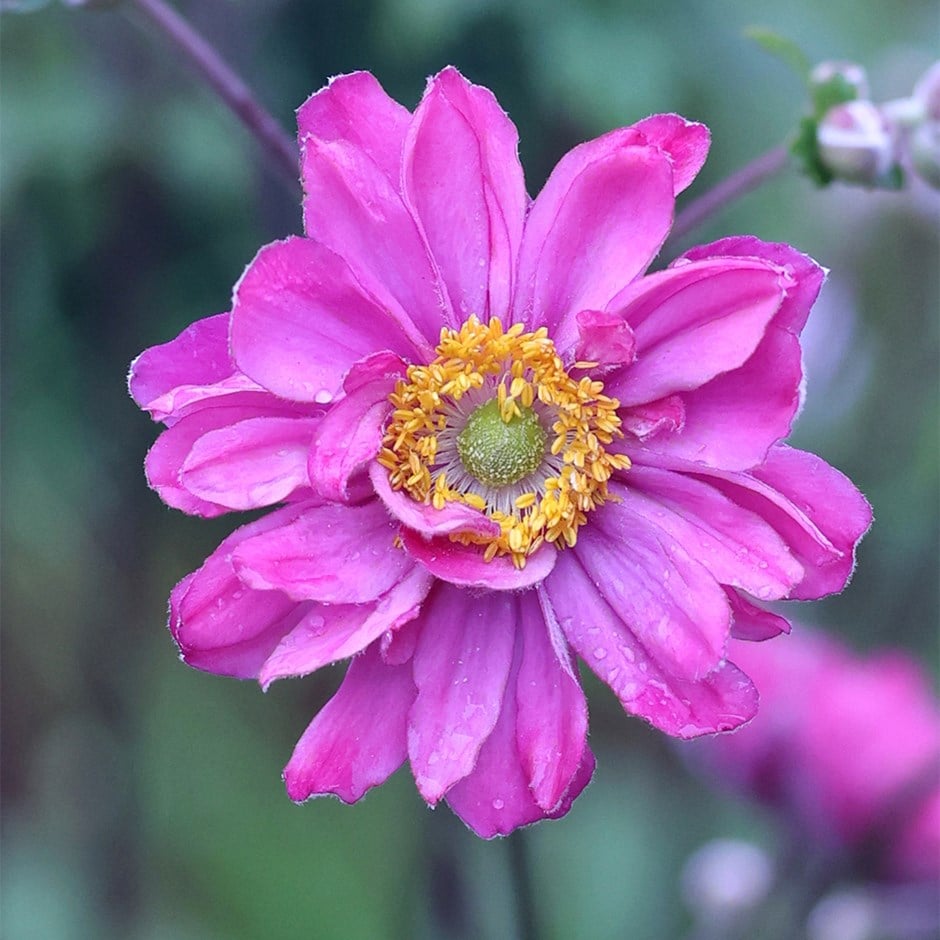 <i>Anemone hupehensis</i> var. <i>japonica</i> 'Pamina'