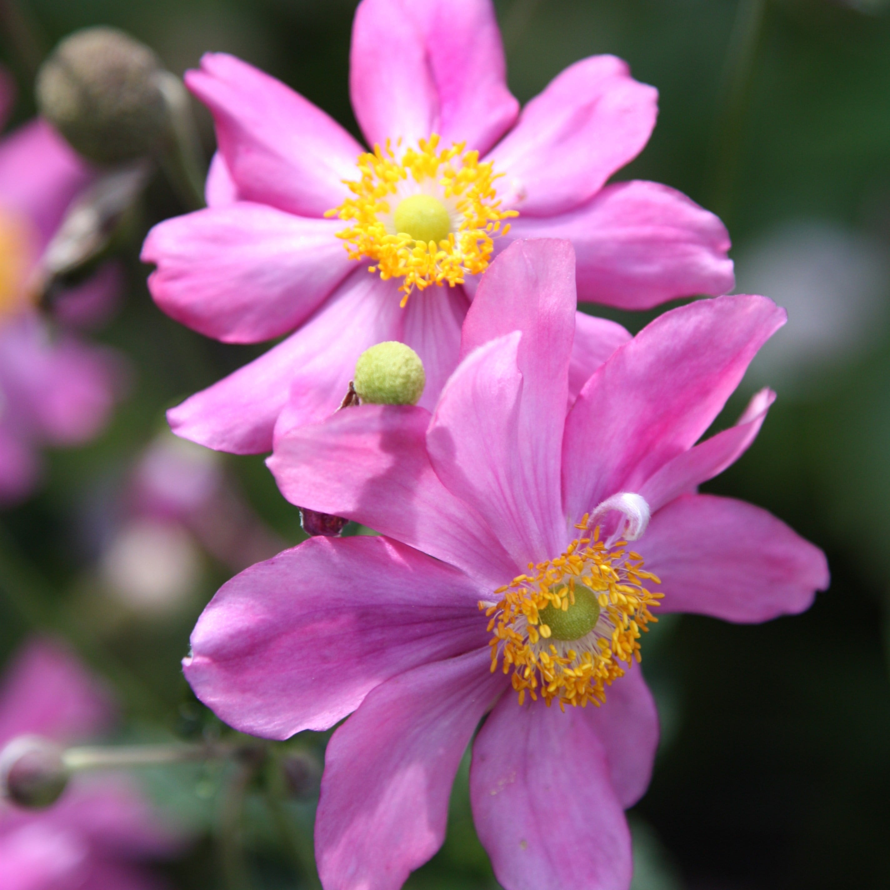 Anemone japonica deals