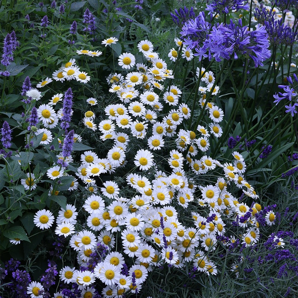 Product options image