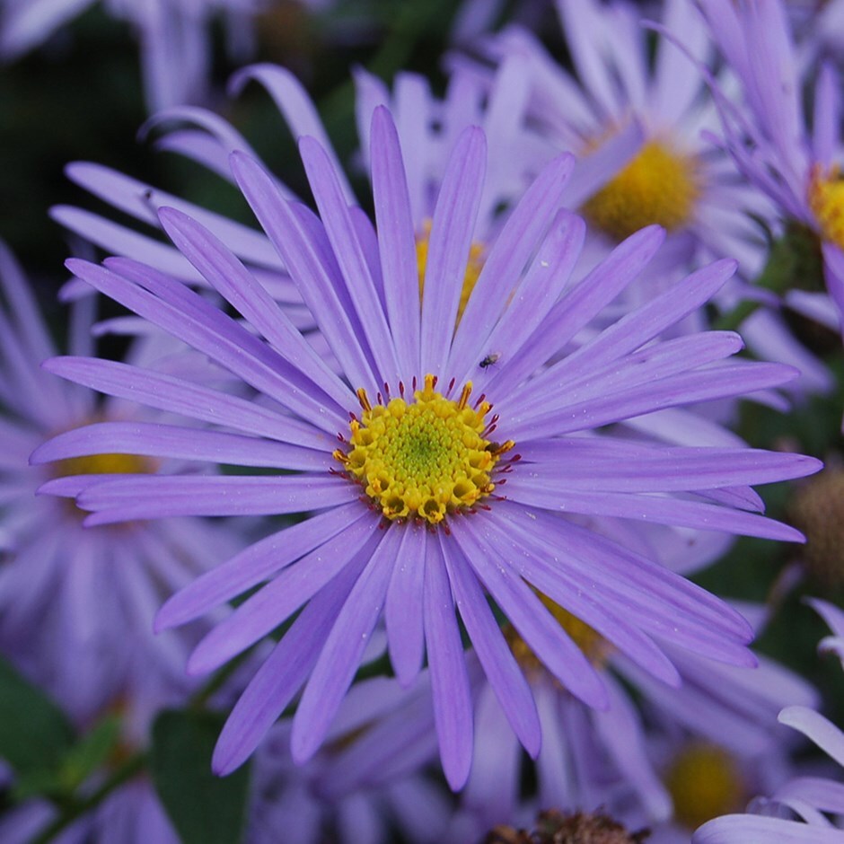 buy aster aster × frikartii monch: £5.99 delivery by crocus
