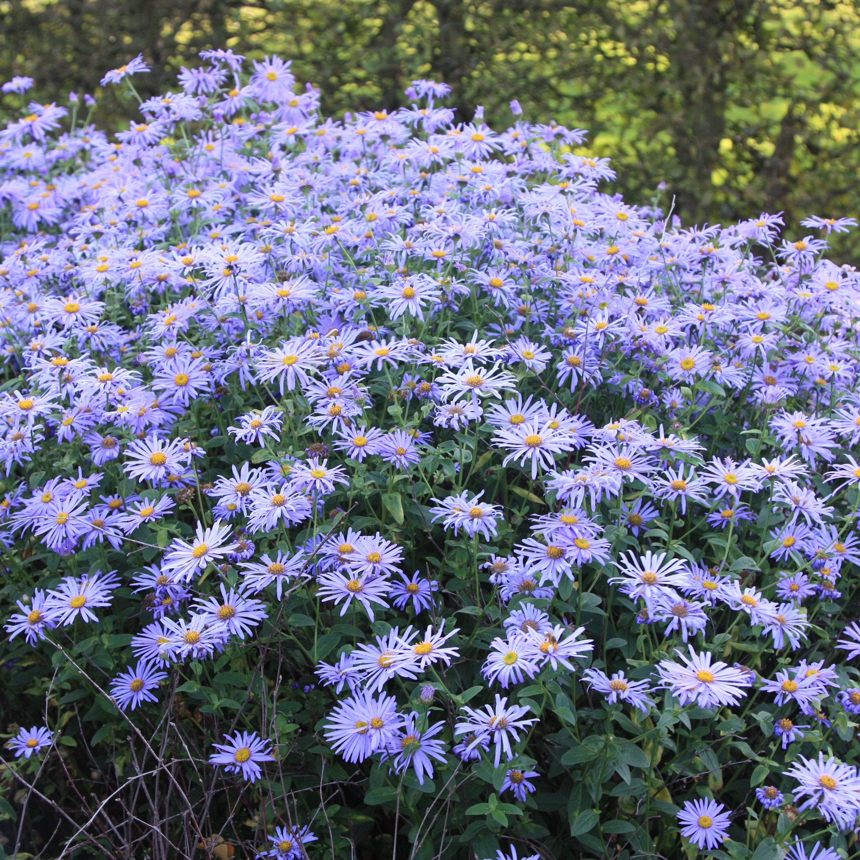 Aster X Frikartii 'Mönch