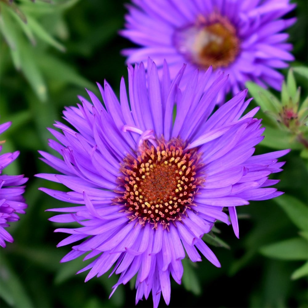 Product options image