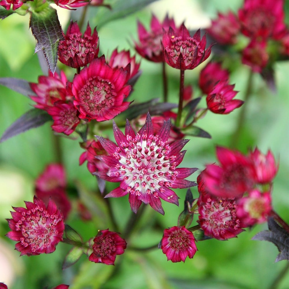 <i>Astrantia major</i> 'Claret'