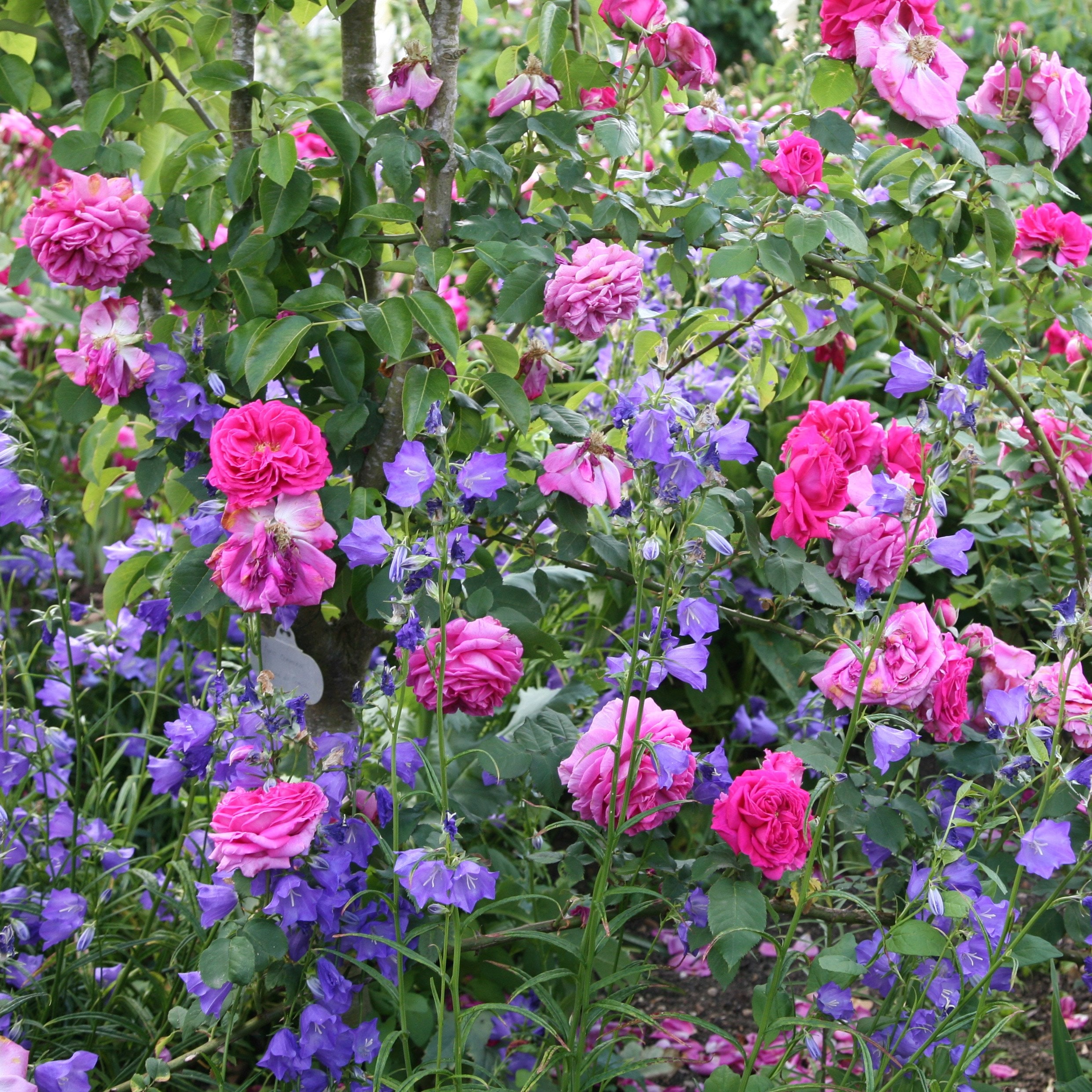 Product options image