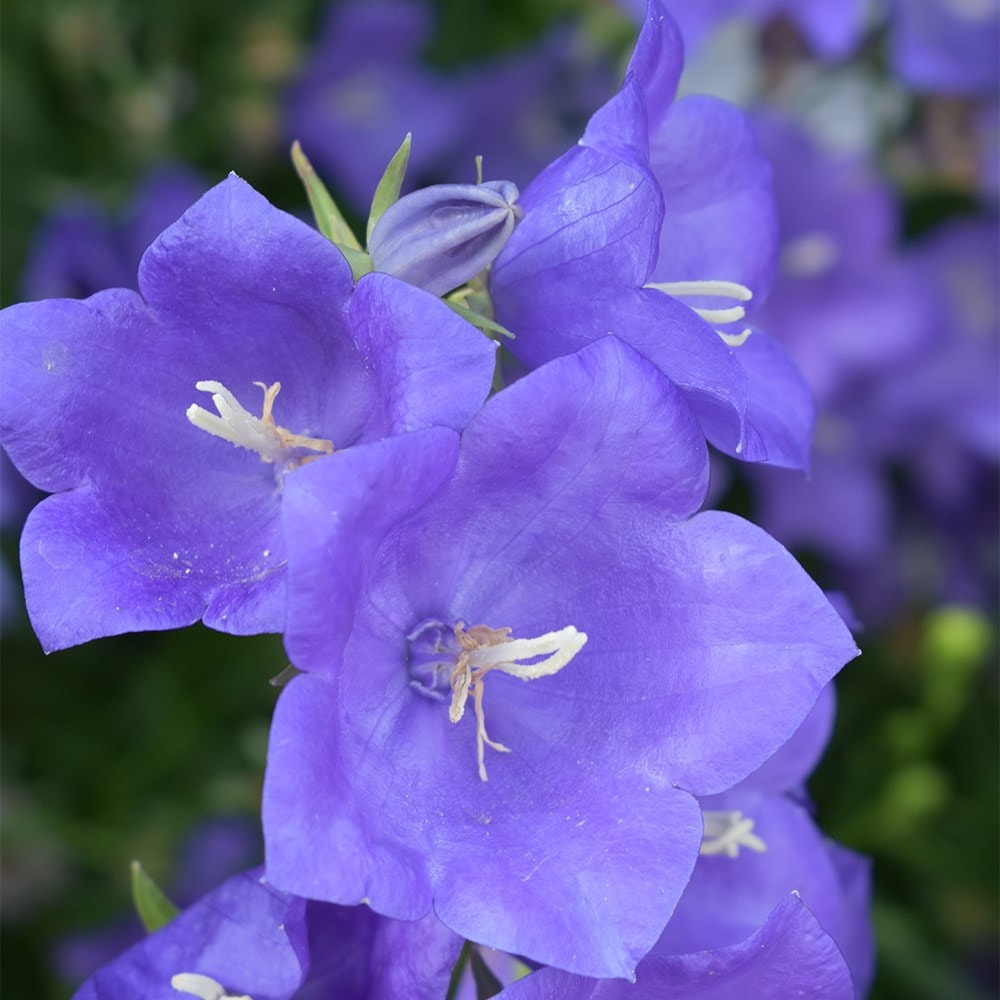 <i>Campanula persicifolia</i> 