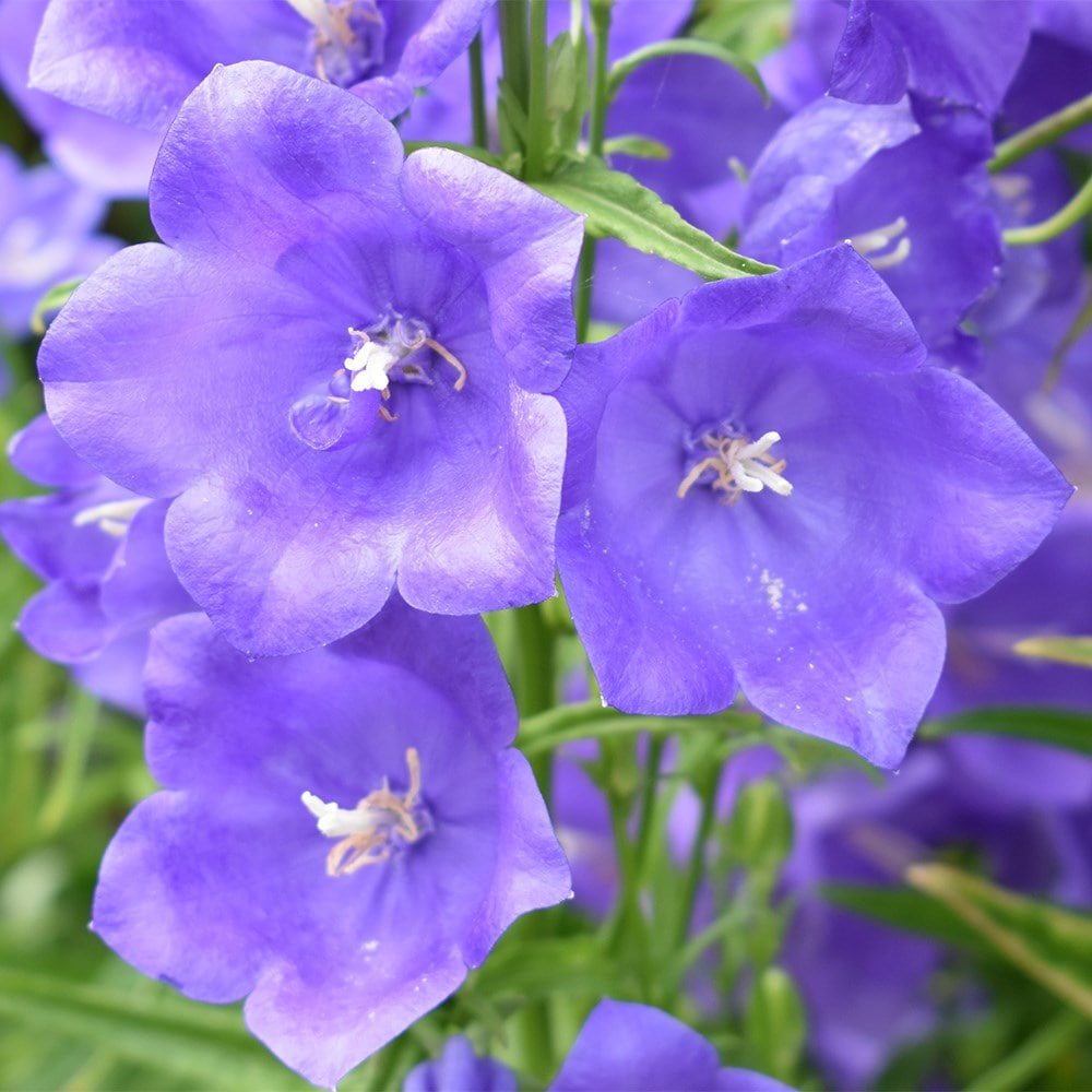 <i>Campanula persicifolia</i> 