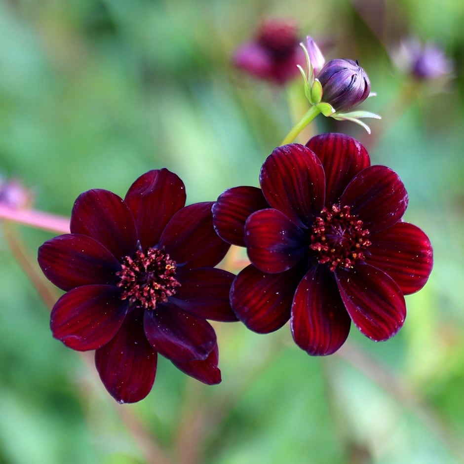 <i>Cosmos atrosanguineus</i> 