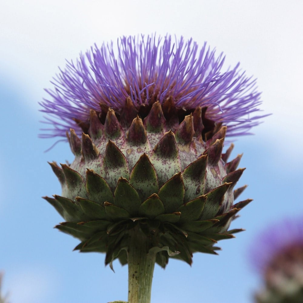 Product options image