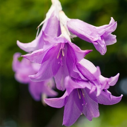Dierama Blue Belle ('Rowblu') (PBR)