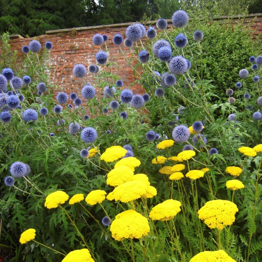 <i>Echinops bannaticus</i> 'Taplow Blue'